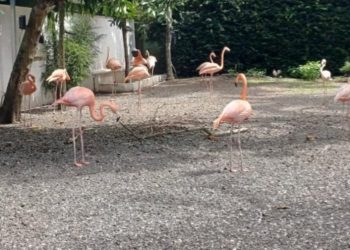 Autoridades incautaron 67 animales silvestres durante el 2025