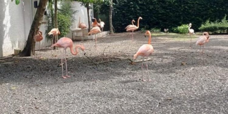 Autoridades incautaron 67 animales silvestres durante el 2025