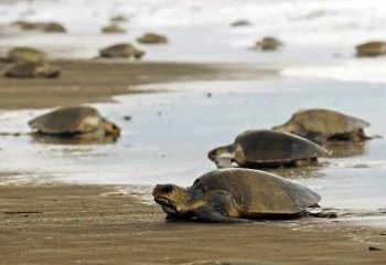 RD será sede de encuentro internacional sobre conservación de tortugas marinas