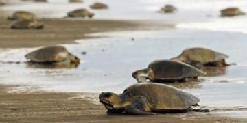 RD será sede de encuentro internacional sobre conservación de tortugas marinas
