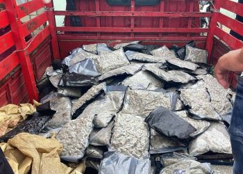 Decomisan 151 paquetes de presunta marihuana sintética en Azua