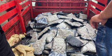 Decomisan 151 paquetes de presunta marihuana sintética en Azua