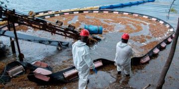 Autoridades y generadoras se preparan ante nueva oleada de sargazo