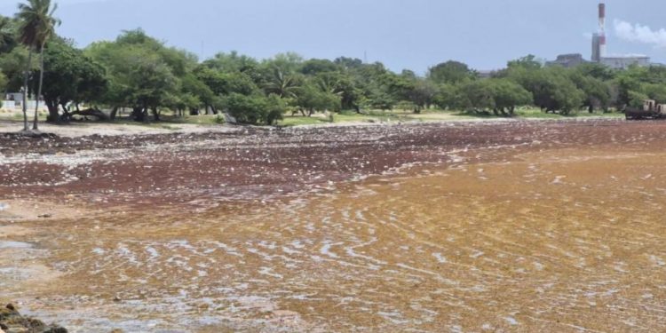 Autoridades de Barahona preocupadas por impacto del sargazo en zona costera