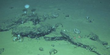 Hallan el mayor y más profundo cementerio de ballenas, con restos de 3,5 millones de años