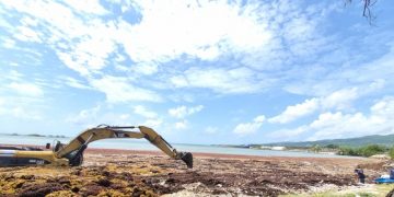 Autoridades dicen que retiraron más de 4,200 toneladas de sargazo en operativo en costas de Barahona