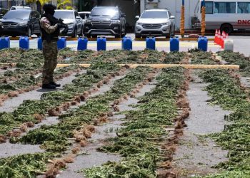 La DNCD desmantela campo de cultivo de presunta marihuana en San José de Ocoa