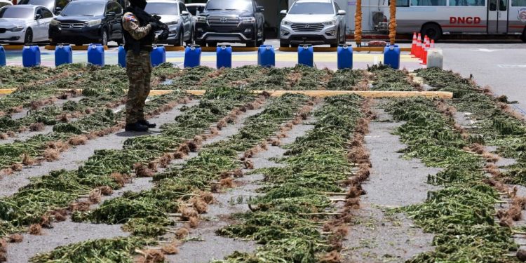 La DNCD desmantela campo de cultivo de presunta marihuana en San José de Ocoa