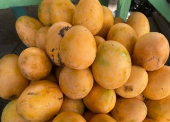 Agricultura dice que solo 10 % exportaciones de mangos fue afectada