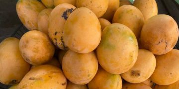 Agricultura dice que solo 10 % exportaciones de mangos fue afectada