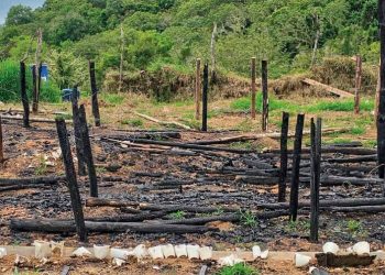 En un mes, Ocoa suma más de 15,437 plantas de marihuana decomisadas