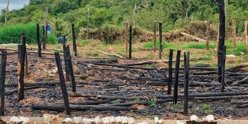 En un mes, Ocoa suma más de 15,437 plantas de marihuana decomisadas