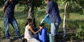 El Niño arrasa Centroamérica; vacas raquíticas y escasez de alimentos