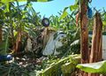 Piloto resulta herido tras avioneta precipitarse luego de impactar con un dron en finca de Montecristi