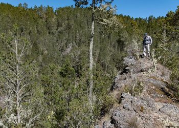 Tribunal impone prisión preventiva por tala en Valle Nuevo; Medio Ambiente destaca nuevo régimen de consecuencia