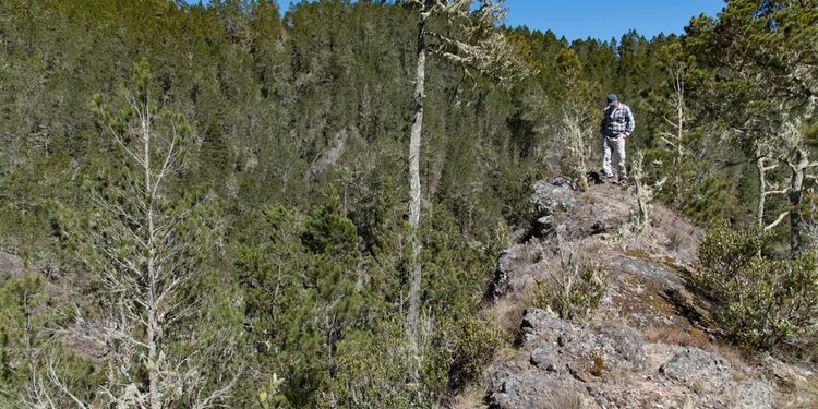 Tribunal impone prisión preventiva por tala en Valle Nuevo; Medio Ambiente destaca nuevo régimen de consecuencia
