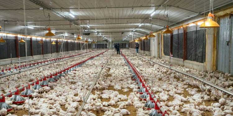 Pro Consumidor asegura que habrá pollo suficiente en Navidad y destaca precios estables