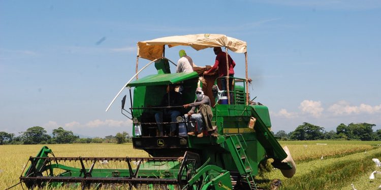 Comerciantes e industriales instan al Gobierno elaborar plan de respuesta sobre el arroz