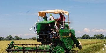 Arroceros de Montecristi alertan sobre posible crisis que amenazaría cerca de 15,000 empleos