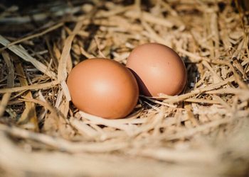 El dominicano promedio consume 320 huevos al año