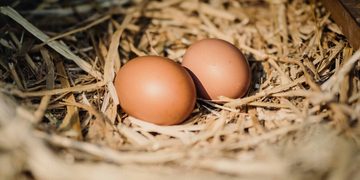 El dominicano promedio consume 320 huevos al año
