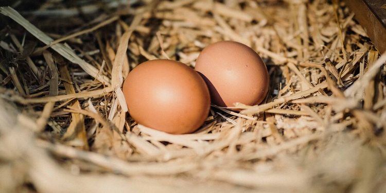 El dominicano promedio consume 320 huevos al año