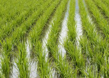 Arroceros del nordeste valoran Gobierno busque renegociar el DR-CAFTA