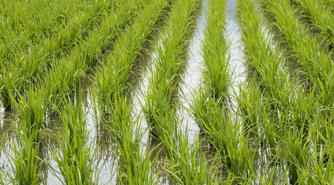 Arroceros del nordeste valoran Gobierno busque renegociar el DR-CAFTA
